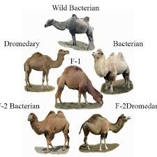 The camels will not appear at the ramkahen quartermaster, that is located in uldum, until you have become exalted. Iranian Two Humped Camel These Animals Are Compatible With Cold Dry Download Scientific Diagram