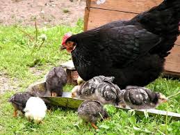 Cara merawat anak ayam bangkok agar cepat besar dan juara. Ayam Keturunan Cornish Keterangan Foto Ulasan