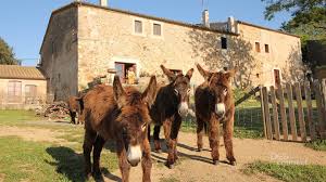Casa rural costa brava para grupos de 20, 30, 40 personas cerca de barcelona con piscina privada, barbacoa, juegos al aire libre, casetas en los árboles. Desconnect Sustainable Holidays Handpicked Hygge Holiday Rentals Eco Resorts Cosy Cottages Ecocharter And Slow Travel Activities In Catalonia Spain