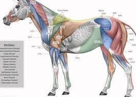 Pin On Horse Massage