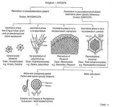 Classification Of Fungi By Various Botanists