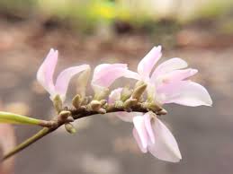 Image result for Abrus melanospermus