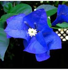 Stay tuned for more on bougainvillea plant care. Egrow 100 Teile Paket Bougainvillea Samen Einzigartige Blaue Bougainvillea Spectabilis Garten Mehrjahrige Bonsai Pflanze Blume