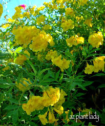 Hours may change under current circumstances Yellow Flowering Shrub Yellow Flowering Native Beauty