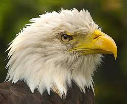So Locken Sie Vogel In Ihren Garten Vogel Im Garten Locken Machen Weisskopfseeadler
