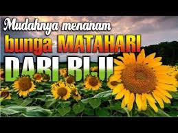 We are a sharing community. Mudahnya Menanam Bunga Matahari Dari Biji Youtube