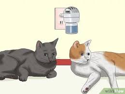 How often do cats go in heat when not spayed? How To Deal With A Female Cat In Heat 10 Steps With Pictures