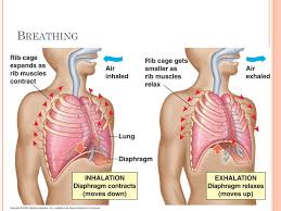 Bioflix Activity Gas Exchange Oxygen Transport Ppt Animal Form And Function Powerpoint Presentation Free Download Id 2952655