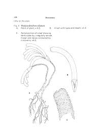 Image result for Thalassodendron ciliatum