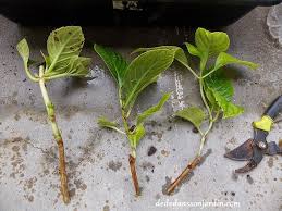 Bouture De Lilas Dede Dans Son Jardin Boutures Bouturer Lilas Jardin De Legumes