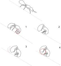 Art 11 din og 2/2001, prevede că faptele săvîrşite în condiţiile : Myrmecina Graminicola Antwiki