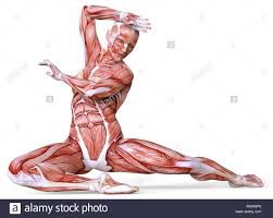 Includes obj and fbx for maximum compatibility. Female Human Anatomy Drawing