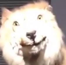 Funny images to airdrop best funny images. Photos I Ve Airdropped To Strangers Album On Imgur