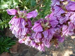 Image result for Acanthus polystachyus