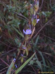 Image result for Orthosiphon schimperi