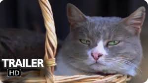 Kedi Ve Kopeklerde Tuy Dokme Problemi Yavuz Mental