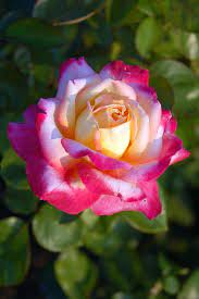 Different Types Of Roses Garden Lovers Club Roses Garden Care Hybrid Tea Roses Beautiful Rose Flowers