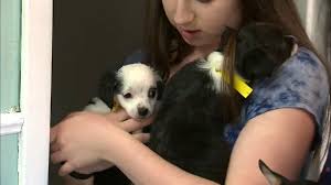 Many of these pups have a back story. At Least 130 Dogs Cats Seized From Alleged Puppy Mill In Scotch Plains New Jersey 6abc Philadelphia