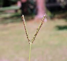 Maybe you would like to learn more about one of these? Bahiagrass Home Garden Information Center