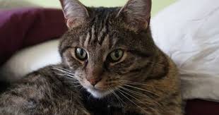 How To Care For A Cat With Chronic Kidney Disease Cats Kitten Care Buy A Cat