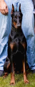 Call 07990930846 text or email for information. European Doberman Puppies For Sale In Europe Crazypurplemama