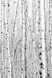 Peter Paul De Meier Birch Tree Art Aspen Trees Photography Tree Photography