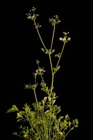 Image result for Apium graveolens