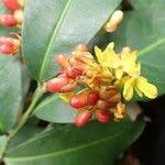 Image result for Campylospermum vogelii