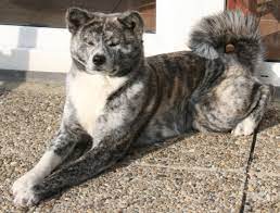 These fluffy, playful akita puppies grow to be a powerful working class dog breed with an alert and loyal personality. Brindle Akita Dog Sitting Akita Dog Japanese Akita Dog Photos