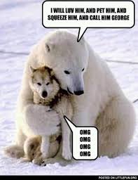 Polar Bear Hugging Husky I Will Love Him Google Search Funny Bears Funny Animal Pictures Cute Animals