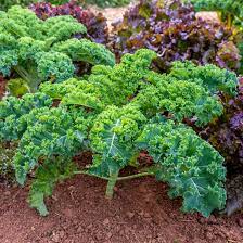 These were involved in leaf morphology, plant structure, and nutrition and were expressed differently, allowing them to identify a set of genes that may be important in kale domestication. How To Grow Kale