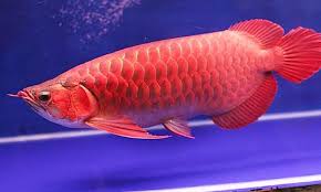 We did not find results for: Ikan Arwana Dihargai Fantastis Kenali Alasannya Mengapa Menjadi Ikan Yang Banyak Digemari Cermati Com