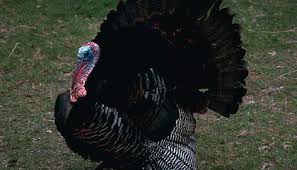 The following table shows the average sizes, weights and bmi from 128 countries. 14 Fun Facts About Turkeys Science Smithsonian Magazine