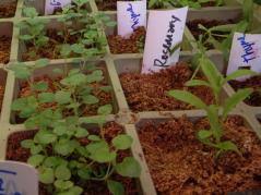 It takes a longer time for these seedlings to grow because of the complexity of its form. Starting Herb Seeds Indoors College Of Agricultural Consumer Environmental Sciences University Of Illinois