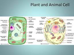 Unlike the chromosomal dna, plasmid dna can move from one bacterium to another giving variation. Prokaryotes Smallest Cells Lack A Nucleus Dna Is Located In An Area Called The Nucleoid Contain Plasmids Small Circular Pieces Of Dna Ppt Download