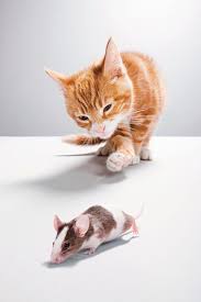 Like many pet owners, you can use pesticides in your home and yard to control bugs, insects, and rodents. 6 Pest Control Tips For Pet Owners