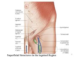 It plays an important role in preventing the intestines from projecting out from the groin area, offers support for the external oblique muscle in the abdomen and the soft groin tissues. Osteology Of The Lower Limb Ana 208 Lecture