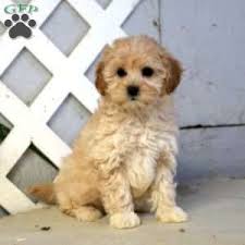 A morkie poo is a small hybrid dog breed with a lovable temperament. Morkie Poo Puppies For Sale Greenfield Puppies Puppies Greenfield Puppies Morkie