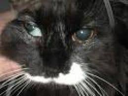 Pin On Cat Eye Problems
