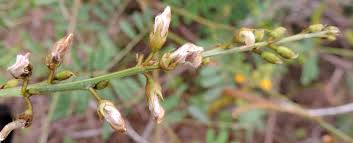 Image result for Tephrosia noctiflora