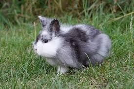 Kaufen sie daher mindestens zwei tiere, wobei bei einem pärchen der bock bereits im alter von 10 wochen kastriert. Lowenkopfkaninchen Infos Tipps Bilder Die Tierexperten