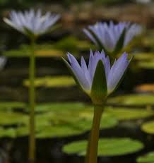 Image result for Nymphaea nouchali