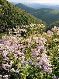 Hours may change under current circumstances Wildflowers On The Blue Ridge Parkway In The North Carolina Mountains Those Are Wild Rhodo Blue Ridge Parkway North Carolina Blue Ridge Parkway Scenery Photos
