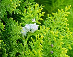 Image result for Vismia orientalis