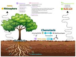 Image result for Maerua andradae