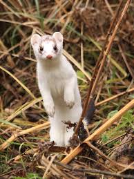 Image result for hranostaj