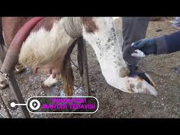 Ineklerde Tirnaktaki Mantar Tedavisi Youtube
