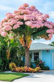 Image result for Mussaenda rivularis