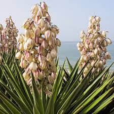 Buy Adam S Needle Yucca Filamentosa Delivery By Waitrose Garden