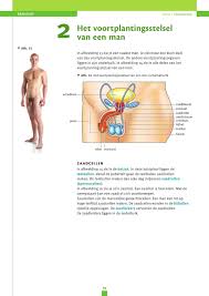 Biologie Voor Jou Naakte Man Onderbuik Biologie